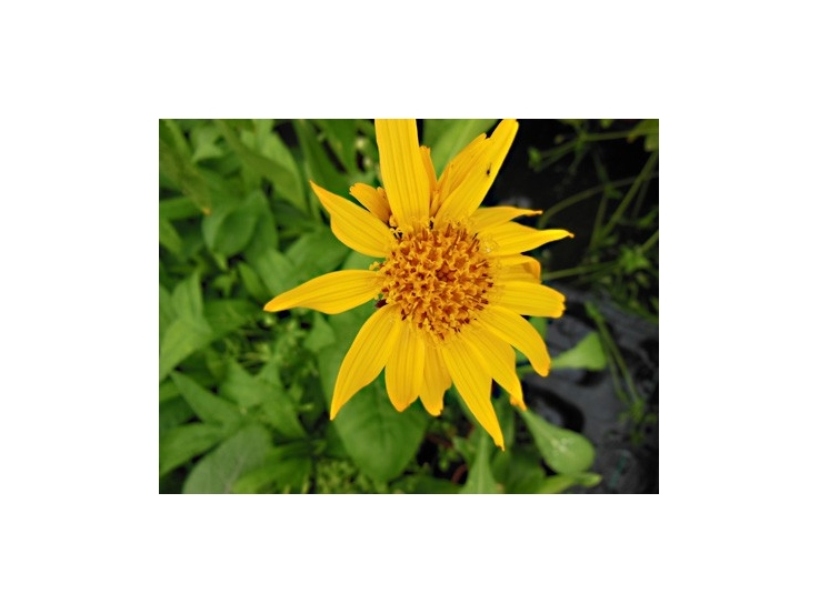 Arnica