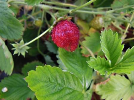 Fraise des bois Ruegen