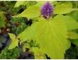 Agastache menthe à feuilles dorées