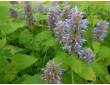 Agastache menthe