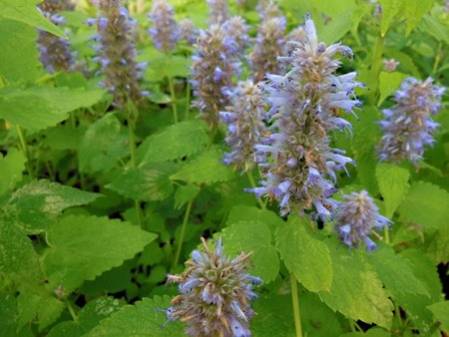 Agastache menthe