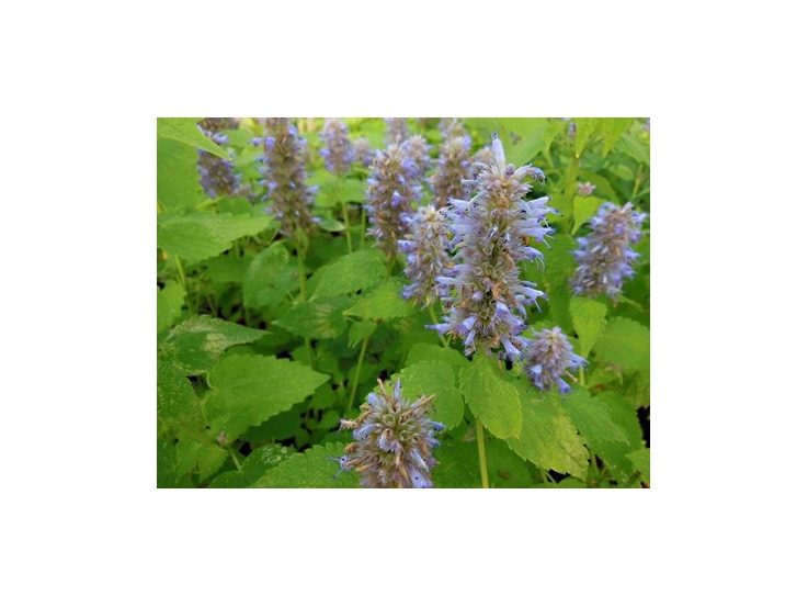 Agastache menthe