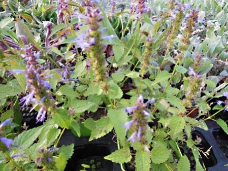 Agastache menthe de Corée