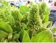 Grand Plantain rosulaire