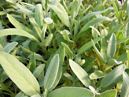 Sauge officinale à fleurs blanches