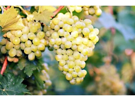 Vigne de table "Chasselas doré"