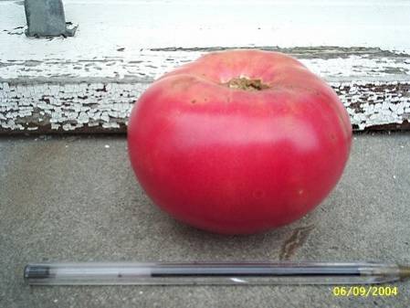 Tomate Merveille des marchés