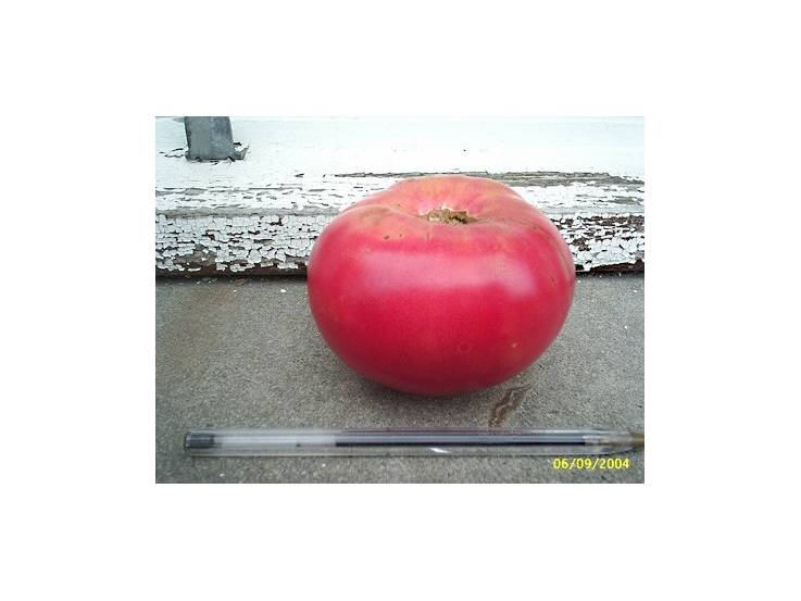 Tomate Merveille des marchés