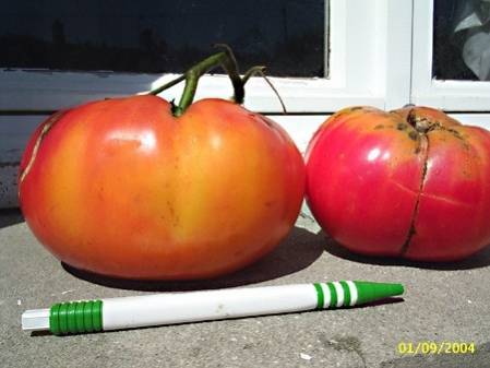 Tomate Ananas