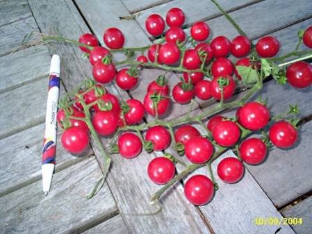 Tomate cerise Barbaniaka