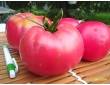 Tomate rose de Berne