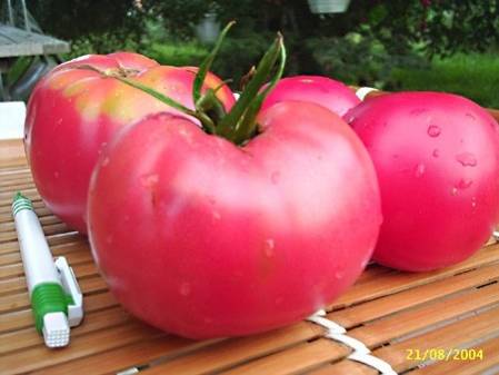 Tomate rose de Berne