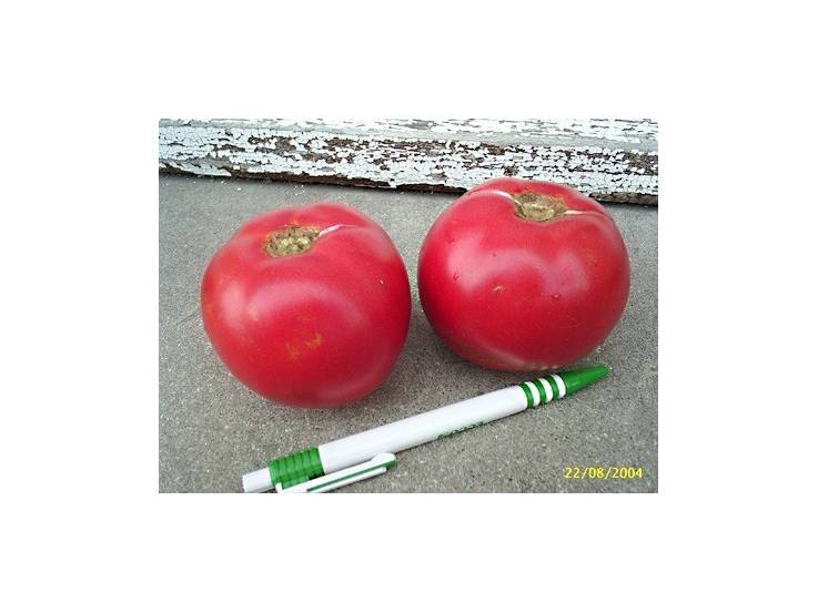 Tomate Odessa rouge