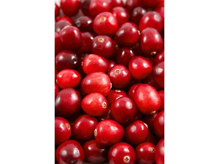 Vaccinium macrocarpon 'Big Pearl' - Vente Plant Canneberge - Cranberry