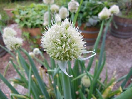 Fleur de ciboule