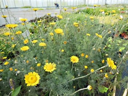 Camomille des teinturiers en fleur