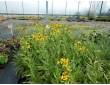 Arnica des plaines