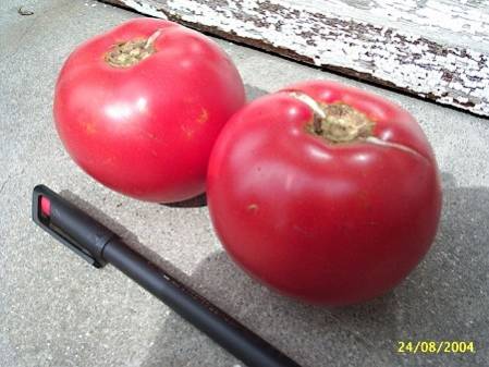 Tomate Russe rouge