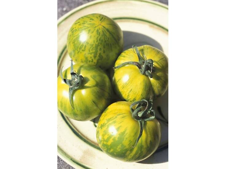 Tomate Green zebra