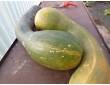 Courge longue de Nice