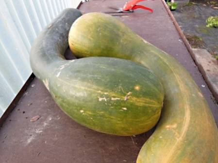 Courge longue de Nice