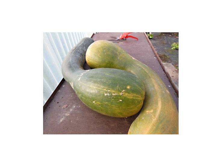 Courge longue de Nice