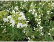 Sauge officinale à fleurs blanches