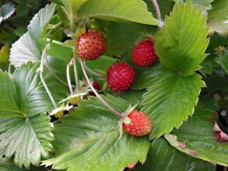 Fraisier des bois sauvage non remontant