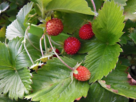 ou planter fraise des bois