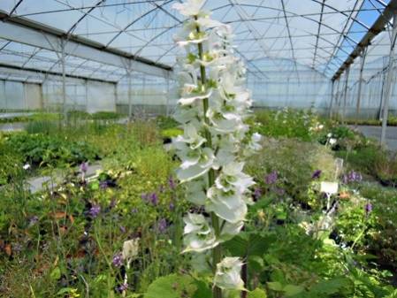 Sauge blanche - Kajuard Plantes