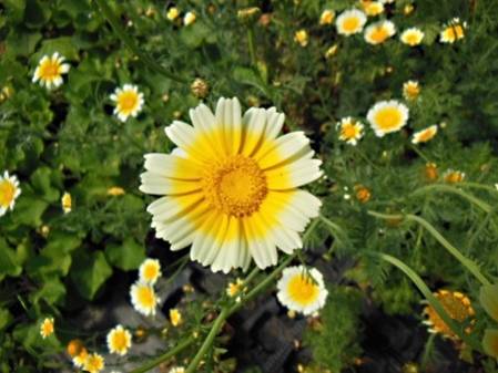 Chrysanthèmes à feuilles découpées