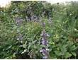 Sauge officinale en fleur au jardin