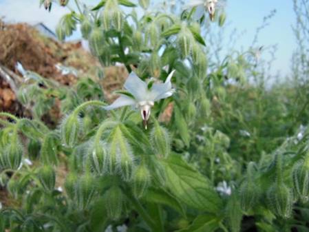 Bourrache à fleurs blanches