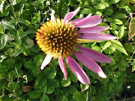 Rudbeckia pourpre