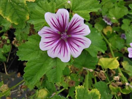 Mauve sylvestre Zebrina