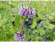 Menthe pouliot en fleurs