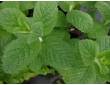 Menthe pomme
