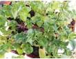 Plante champignon