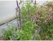 Agastache menthe