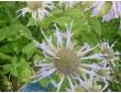 Monarde fistuleuse