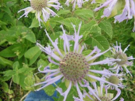 Monarde fistuleuse