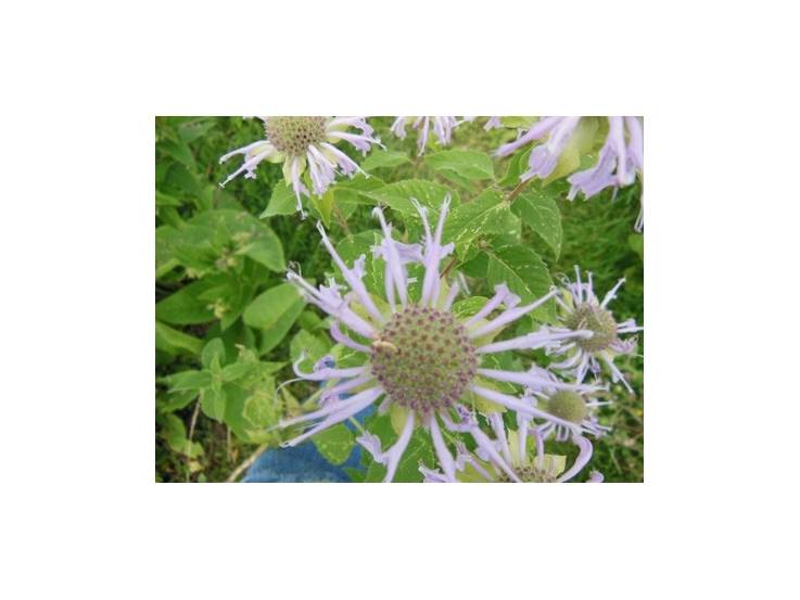 Monarde fistuleuse