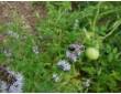 Abeille sur la menthe verte
