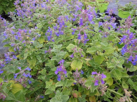 Pot d'herbe aux chats (Nepeta mussinii) à acheter en ligne