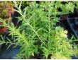 Offre de 3 plantes originales