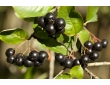 Aronia pourpre