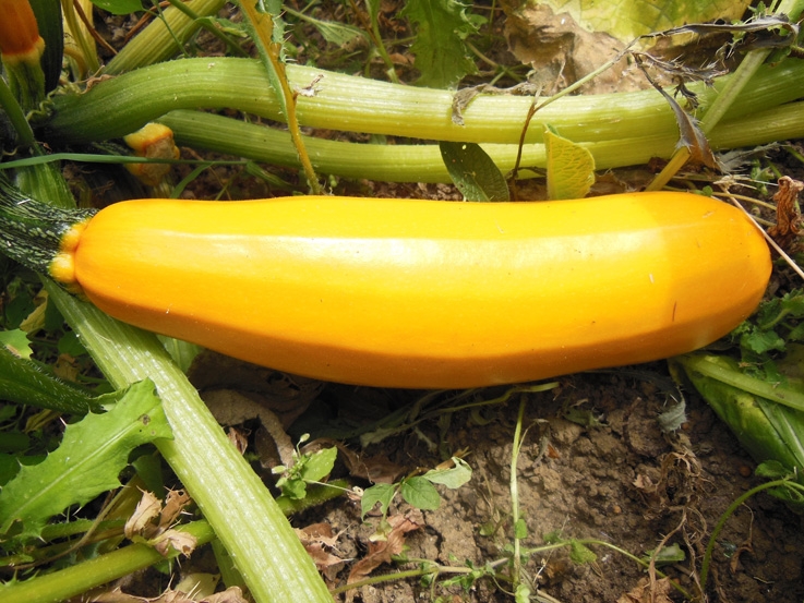 Courgette jaune Sebring