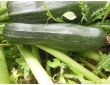 Courgette Diamant 