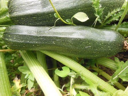 Courgette Diamant 