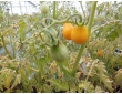 Tomate cerise jaune Yellow Pearshaped